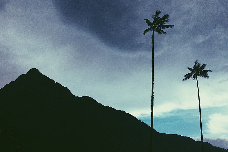 Cocora Valley, Colombia